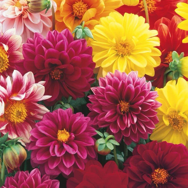 8 x Dahlia Unwind Mixed Bulbs - Perfect for adding colour to your garden