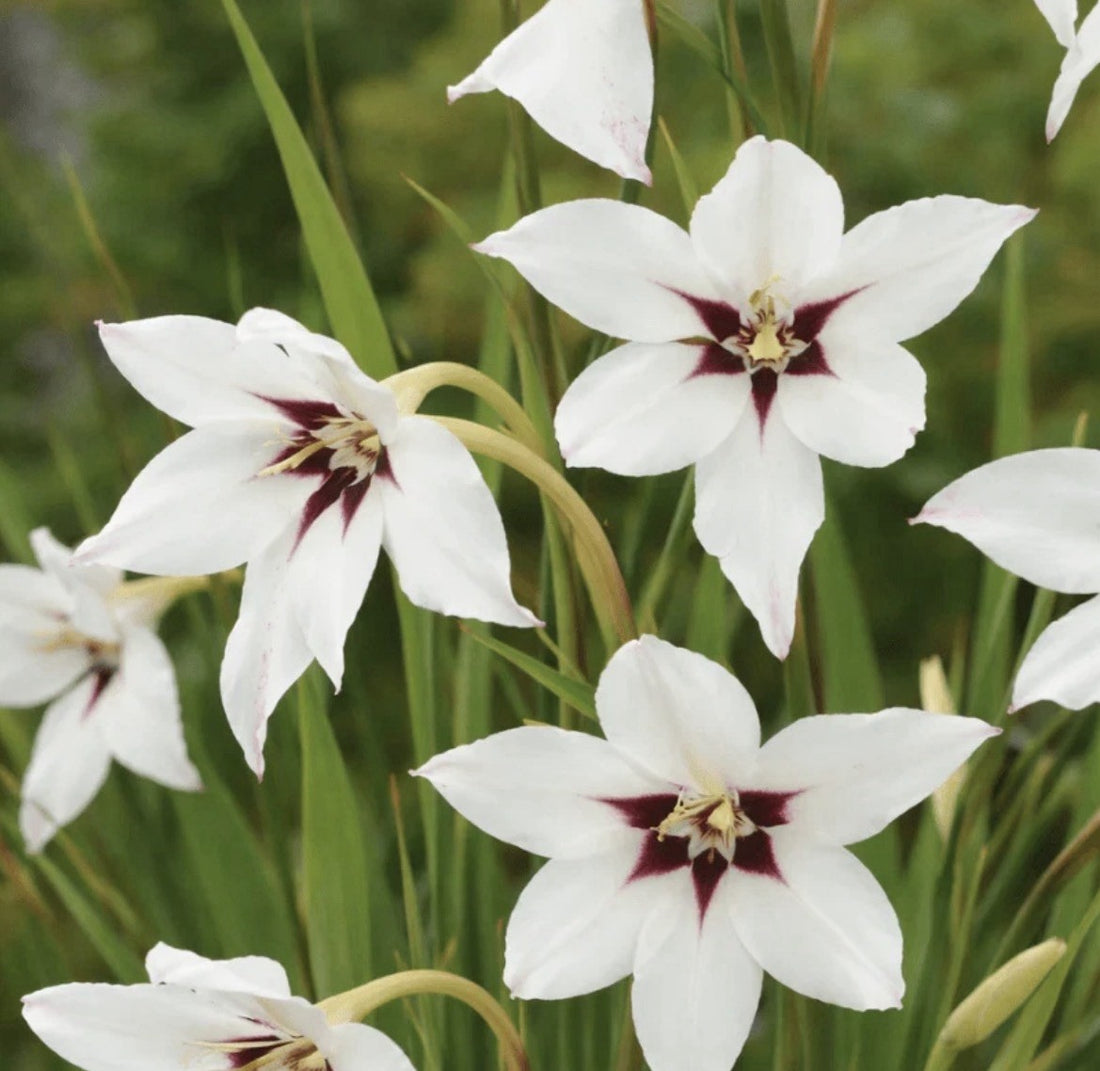 60 x Acidanthera Peacock Orchid Bulbs - Elegant, sweetly scented flowers