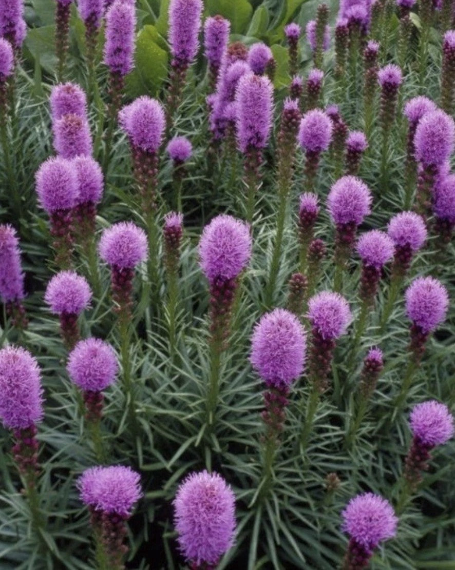 4 x Liatris Kobold Bulbs – Gayfeather Purple Flower Spikes – Bee Friendly