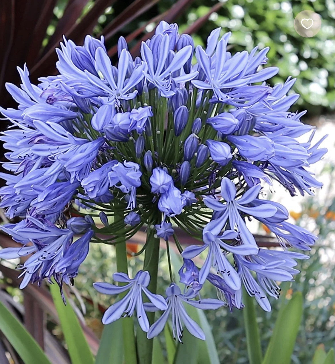 4 x Agapanthus Africanus Bulbs - Attracts Bees and other pollinators