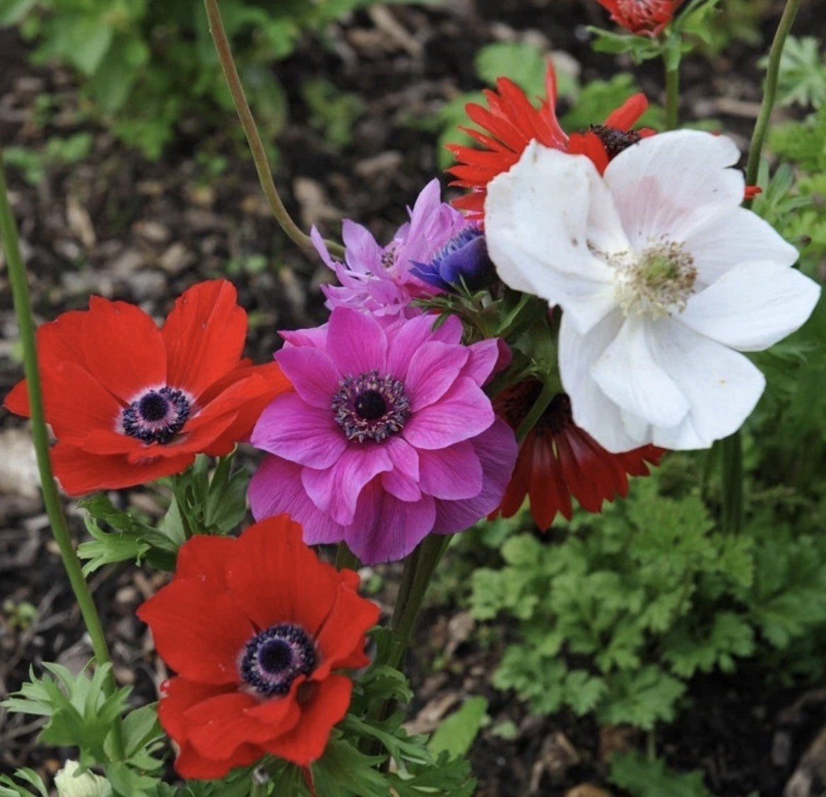 40 x  Anemone De Caen Mixed Bulbs - A colourful display for your garden