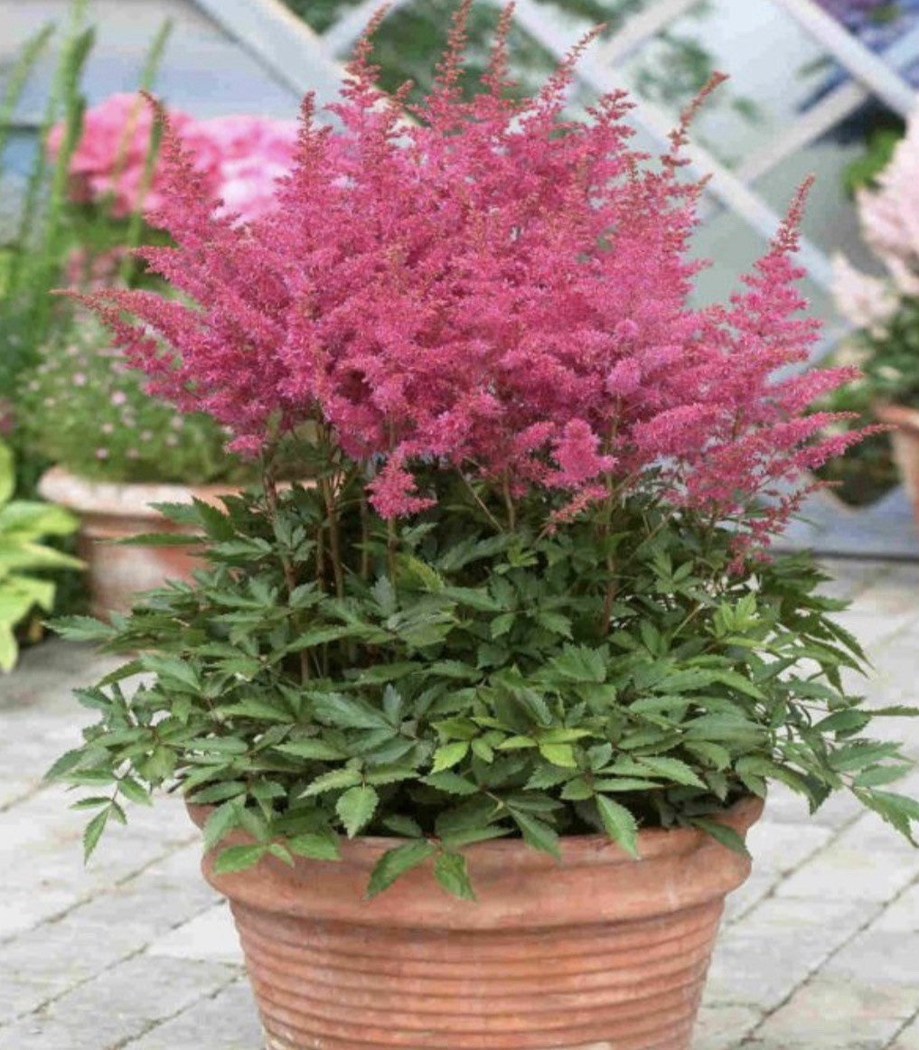 4 x Astilbe Younique Lilac Bulbs - Elegant Plumes Perfect for Shaded Areas