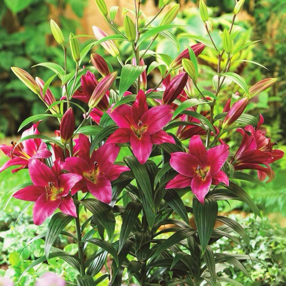 4 x Lily Purple Prince & 4 x Pretty Woman White Lily - Like a Tree Giant Lilies