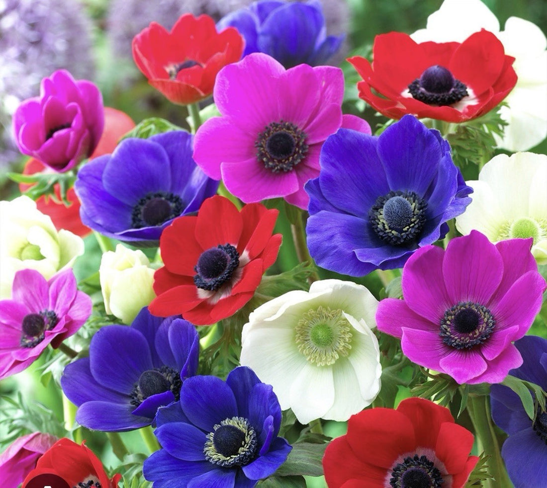 40 x  Anemone De Caen Mixed Bulbs - A colourful display for your garden