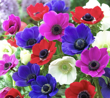 40 x  Anemone De Caen Mixed Bulbs - A colourful display for your garden