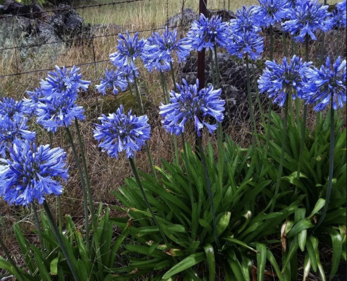 4 x Agapanthus Africanus Bulbs - Attracts Bees and other pollinators