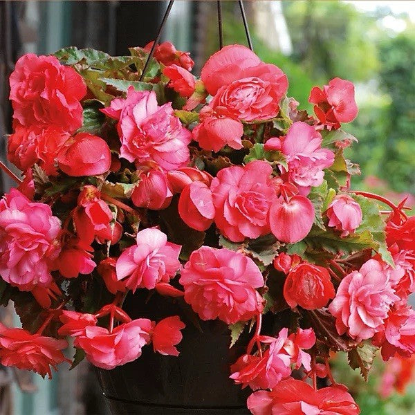 4 x Begonia Odorosa Sweet Pink Bulbs - Fragrant Summer Flowering - Garden&Patio