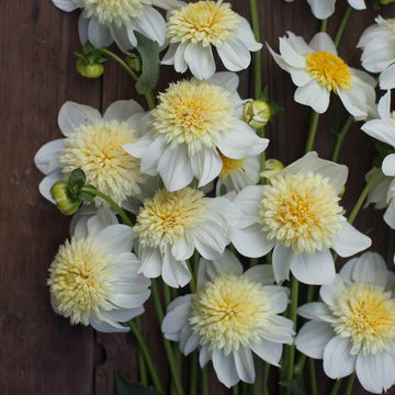 4 x Dahlia Anenome Platinum Blonde Bulbs - Superb in Borders or Bouquets