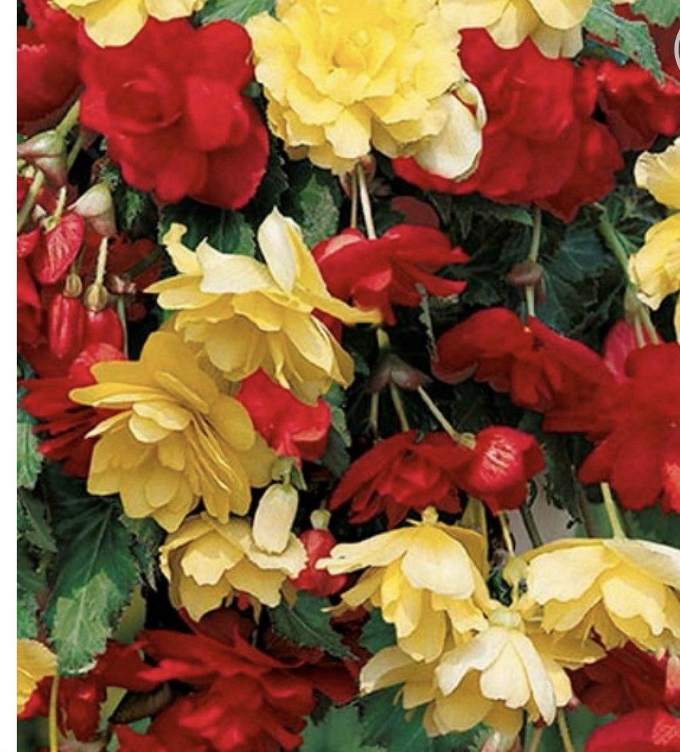 8 x Begonia Pendula Red and Yellow Mixed Bulbs - Great in hangings baskets