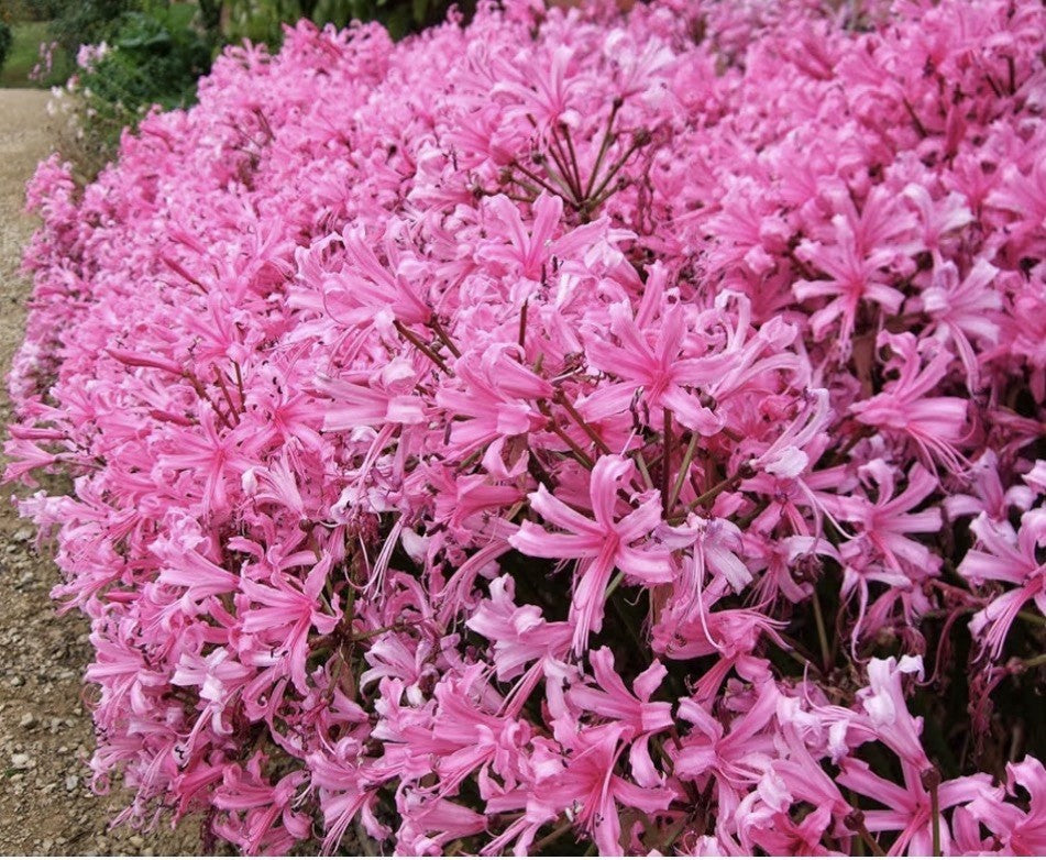 4 x Nerine Bowdenii bulbs - Fragrant Pink Guernsey Lily Excellent Cut Flowers