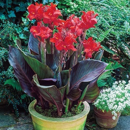 4 x Canna Red Futurity Bulbs - Lily Tropicanna Lush Burgundy Foliage