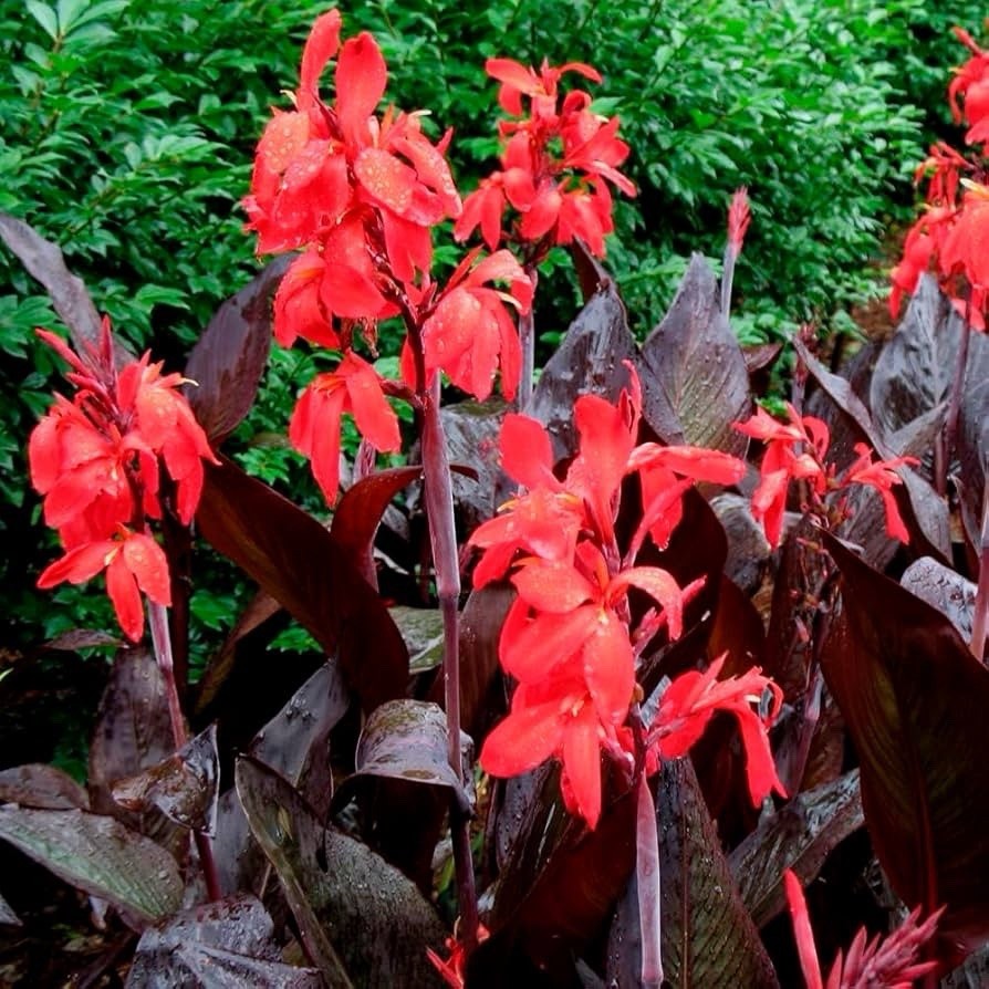 4 x Canna Red Futurity Bulbs - Lily Tropicanna Lush Burgundy Foliage