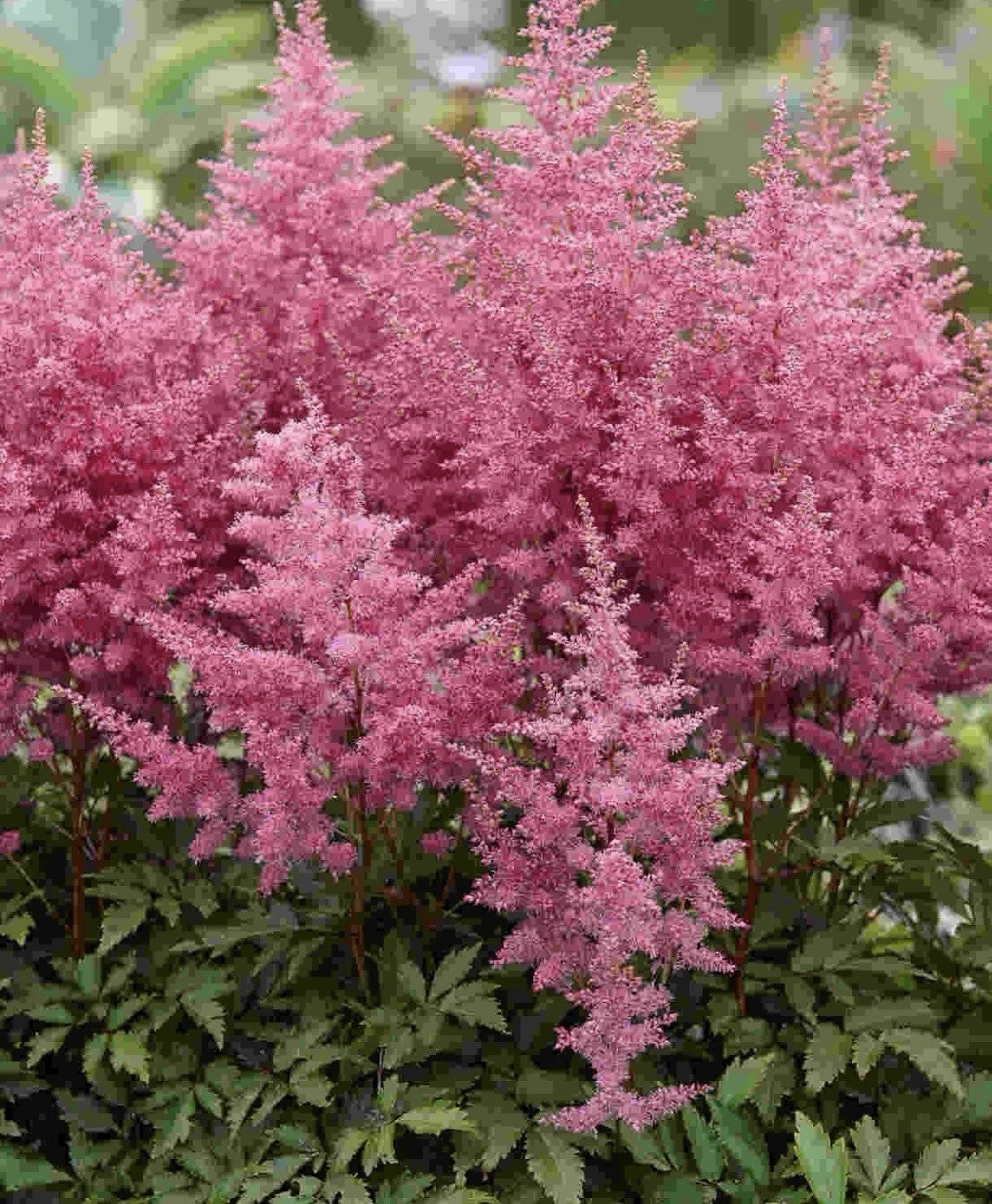 4 x Astilbe Younique Lilac Bulbs - Elegant Plumes Perfect for Shaded Areas