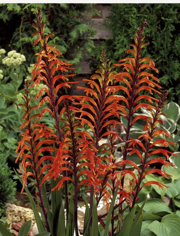 4 x Chasmanthe Floribunda African Flag Bulbs - Cobra Lily Stunning Perennial