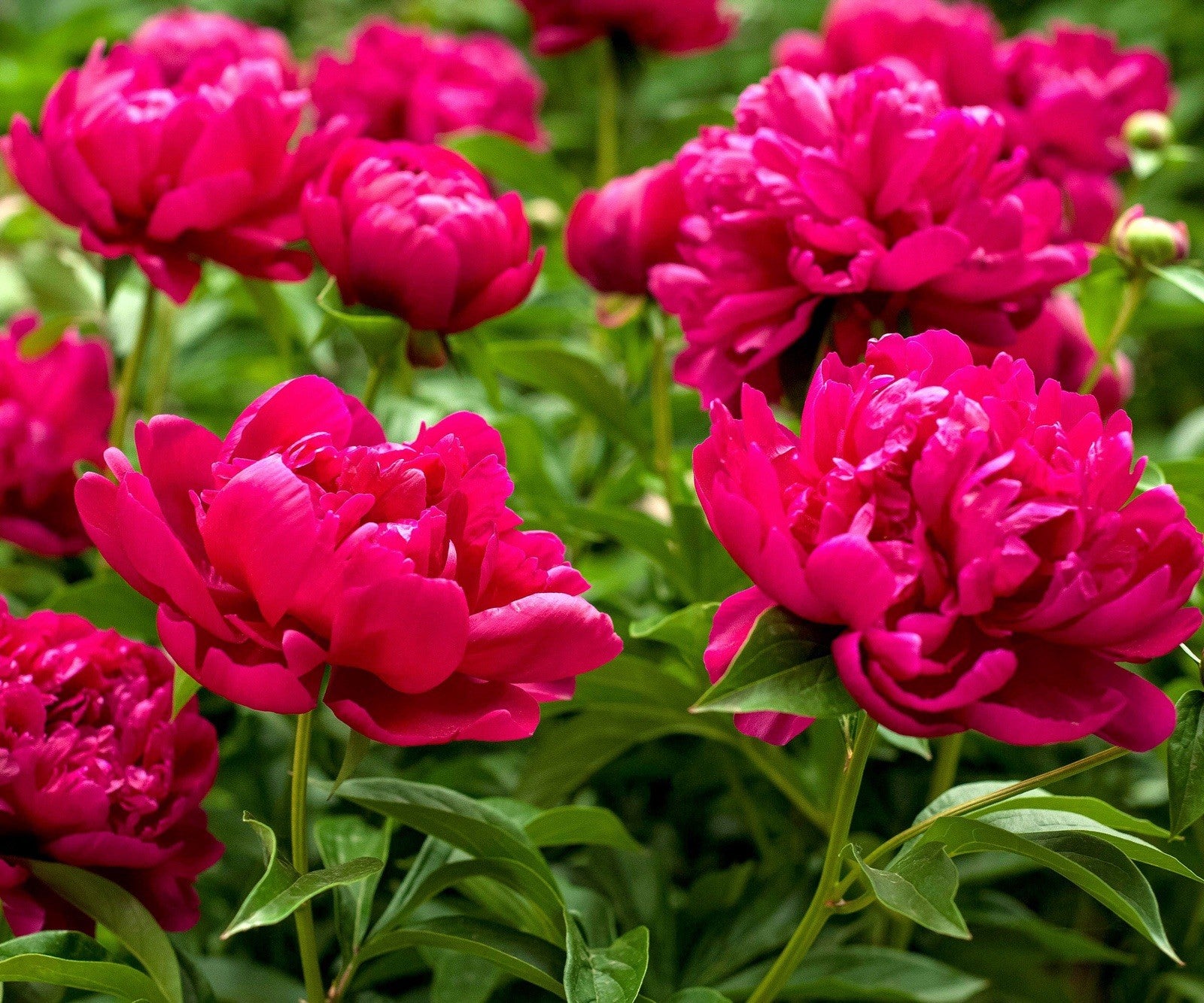8 x White & Red Peony Bulbs – Fragrant Hardy Perennial – Bee Friendly