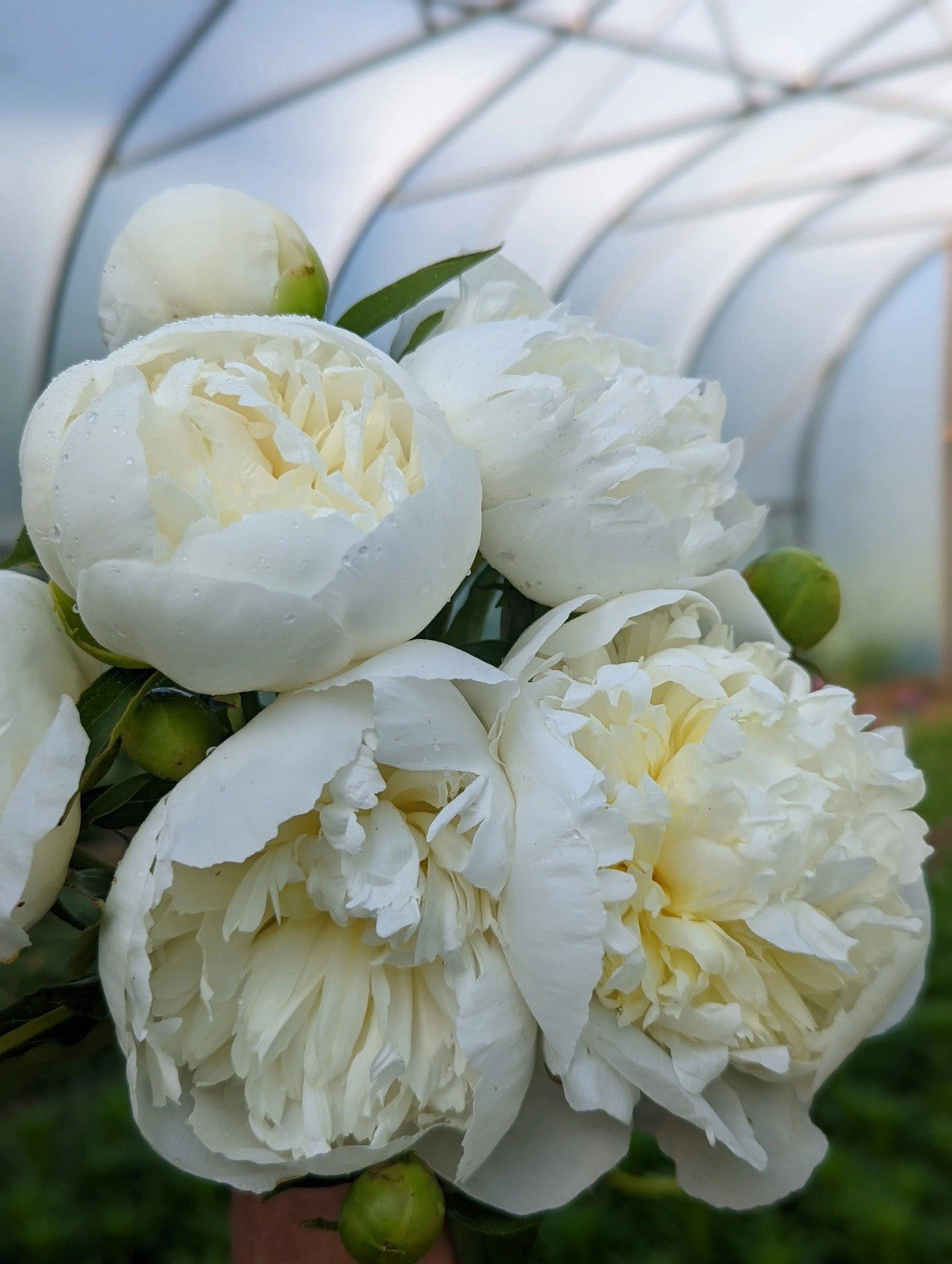 8 x White & Red Peony Bulbs – Fragrant Hardy Perennial – Bee Friendly