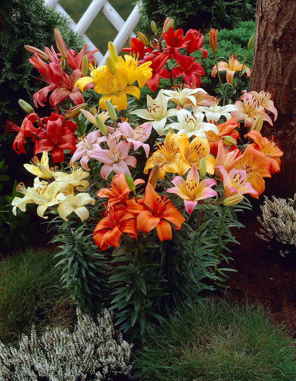 12 x Lilies Asiatic Mixed Bulbs - Ideal for Pots and Borders Hardy Perennial