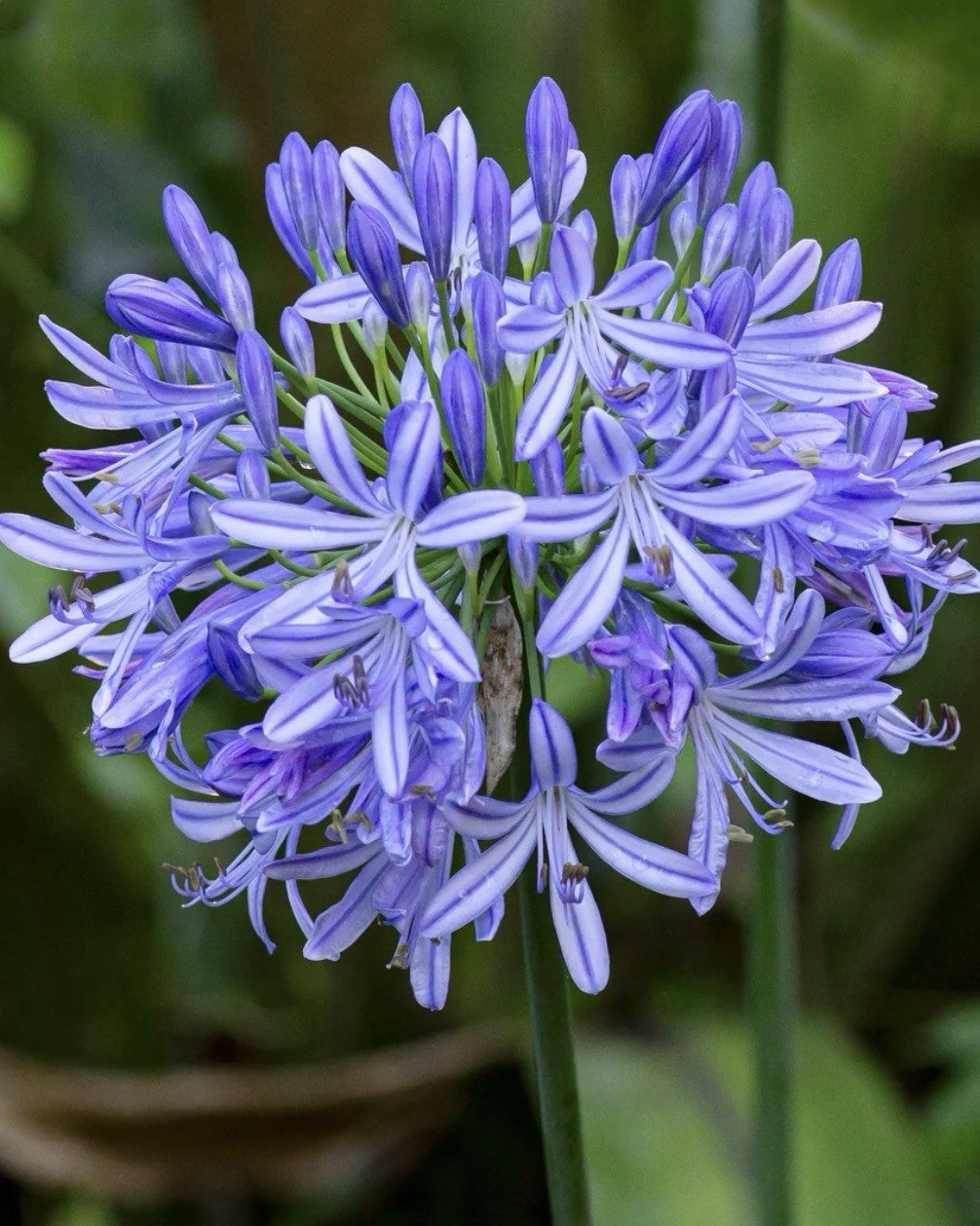 4 x Agapanthus Africanus Bulbs - Attracts Bees and other pollinators