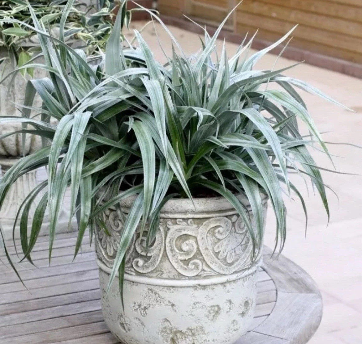 Astelia Silver Shadow Chathamica 2 x 9cm Pot Evergreen Plants to your door