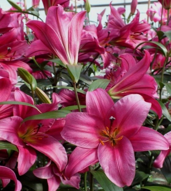 4 x Lily Purple Prince Bulbs - Like a Tree Giant Lilies