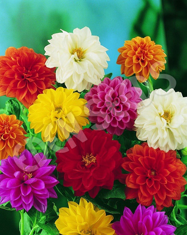 8 x Dahlia Unwind Mixed Bulbs - Perfect for adding colour to your garden