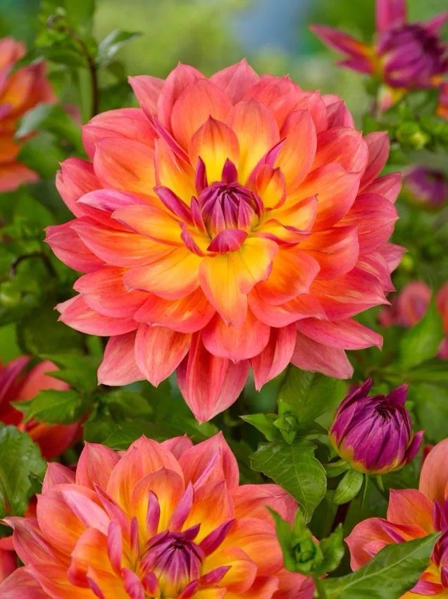 4 x Dahlia Firepot Bulbs - Excellent Cut Flower Striking Perennial Garden Plant