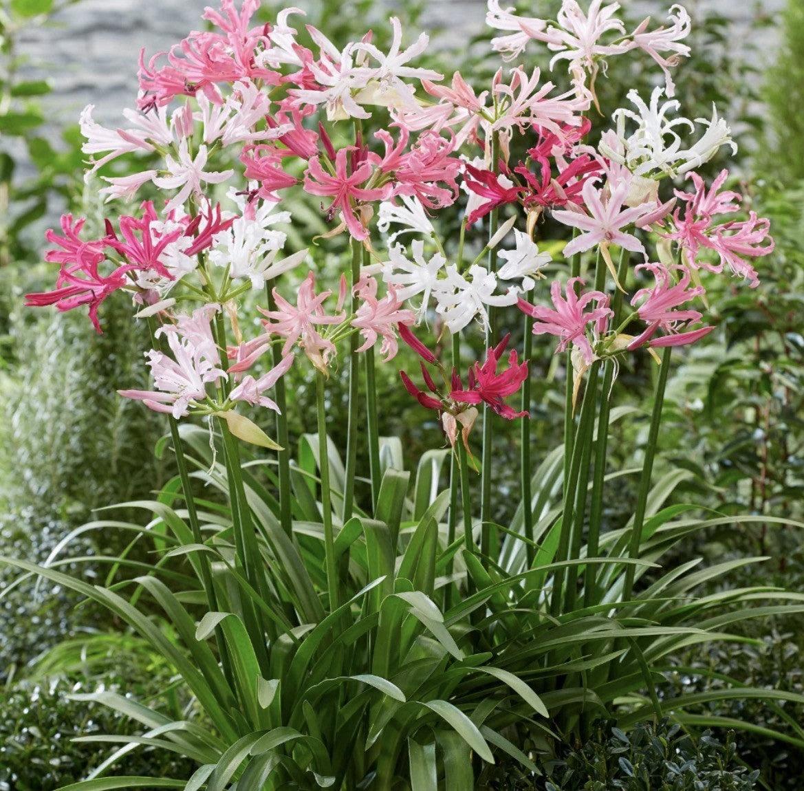 4 x Nerine Pink and White Bulbs - Perfect for Autumn Borders