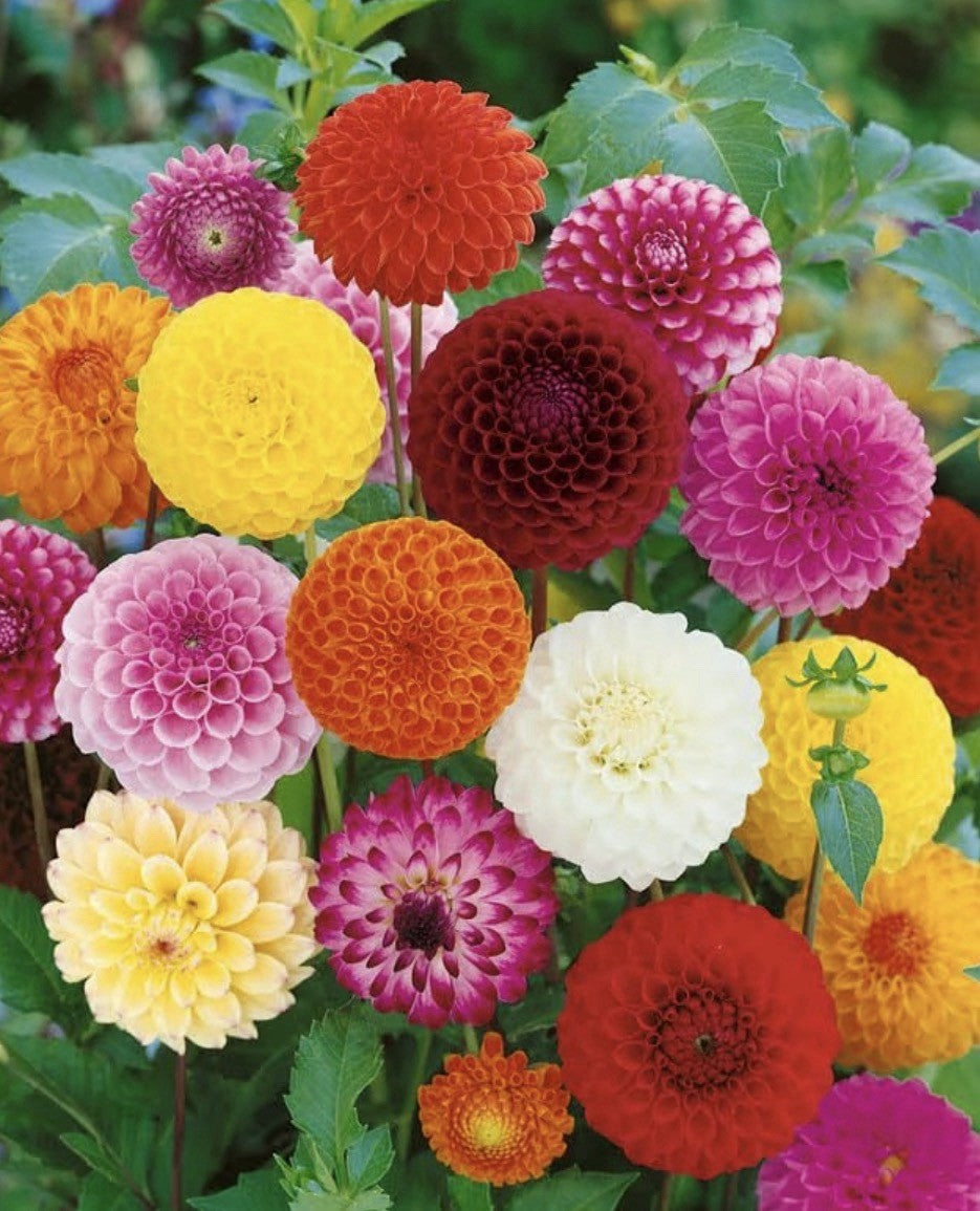 4 x Dahlia Pom Pom Mixed Tubers Summer Flowering Bulbs Garden & Cut Flowers