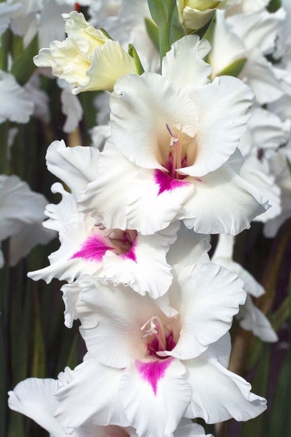 4 x Gladioli Amber Mystique Bulbs - Excellent Cut Flower Beautiful Perennial