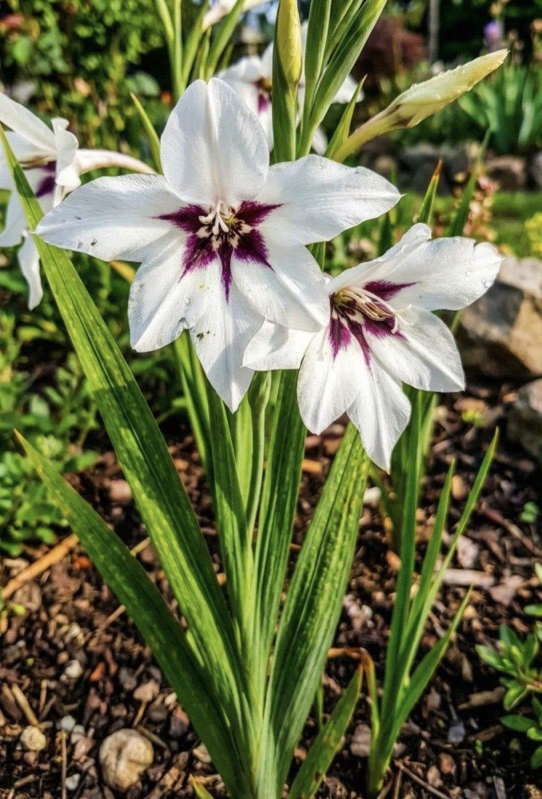 60 x Acidanthera Peacock Orchid Bulbs - Elegant, sweetly scented flowers