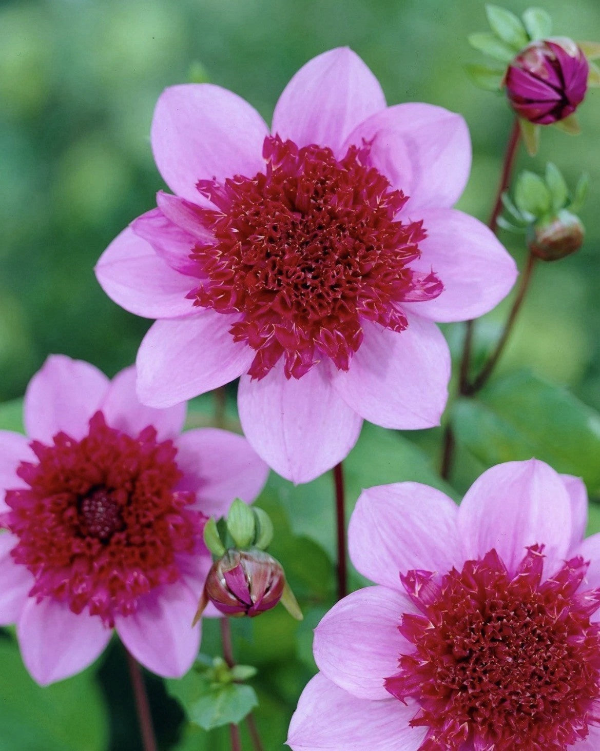 4 x Dahlia  Blue Bayou Bulbs - A Beautiful Powder Puff Garden Perennial