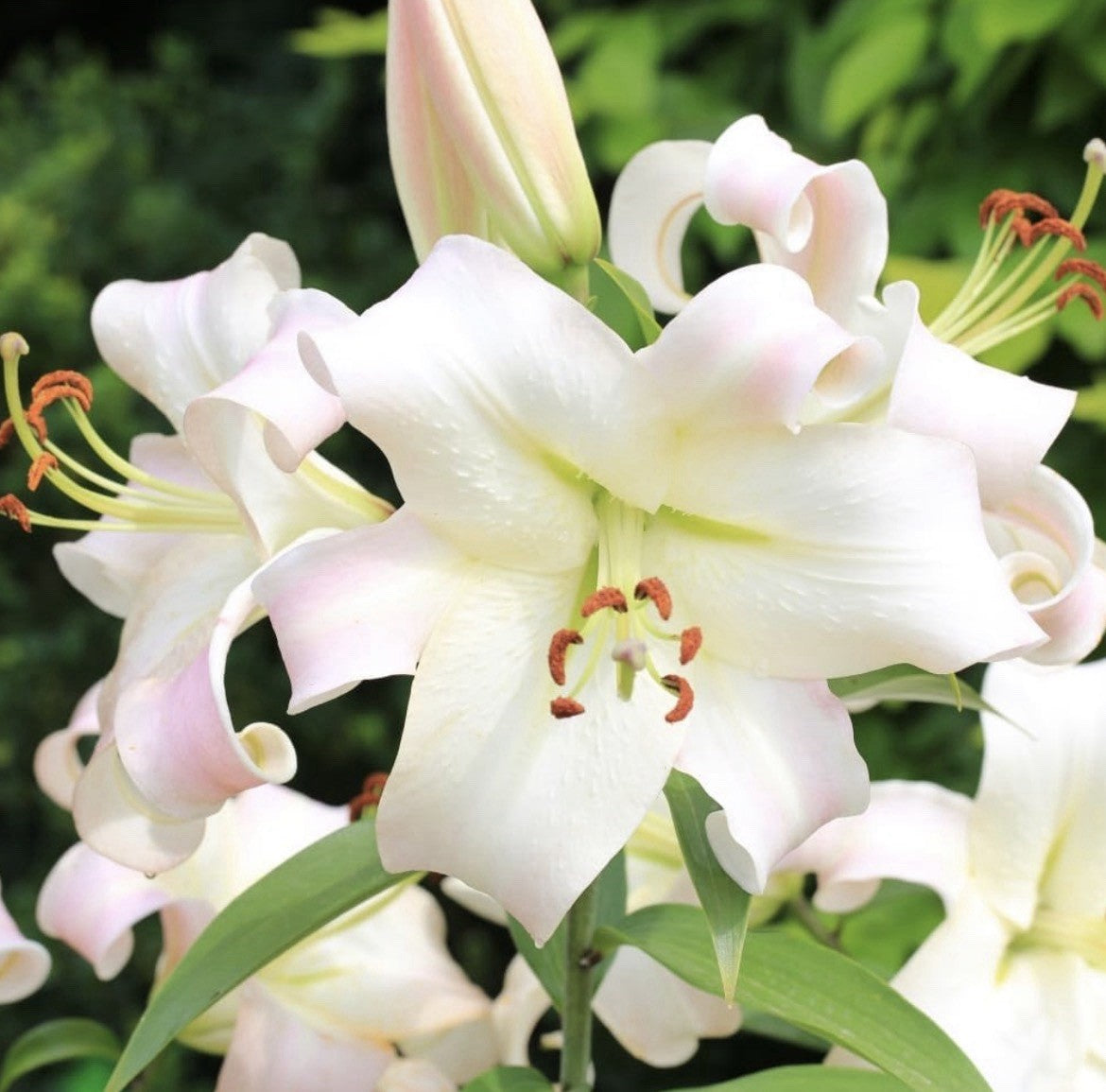 4 x Lily Pretty Woman Bulbs - Giant Tree Lily Style-Large Fragrant White Flowers