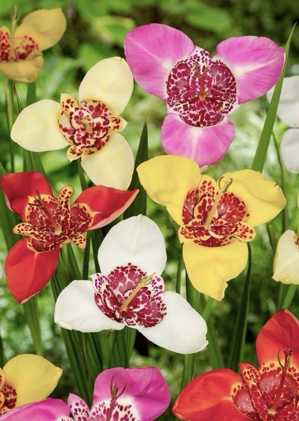 24 x Tigridia Mexican Shell Flower Bulbs - Summer Exotic Flowers