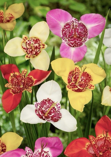 24 x Tigridia Mexican Shell Flower Bulbs - Summer Exotic Flowers