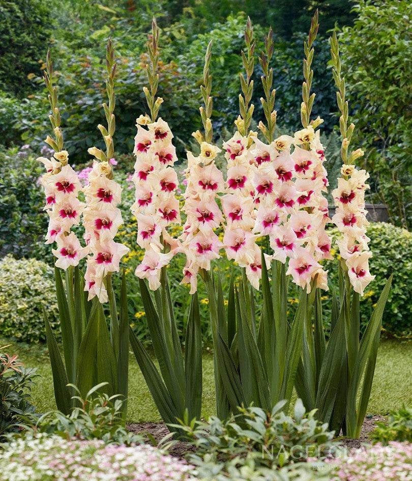 4 x Gladioli Amber Mystique Bulbs - Excellent Cut Flower Beautiful Perennial