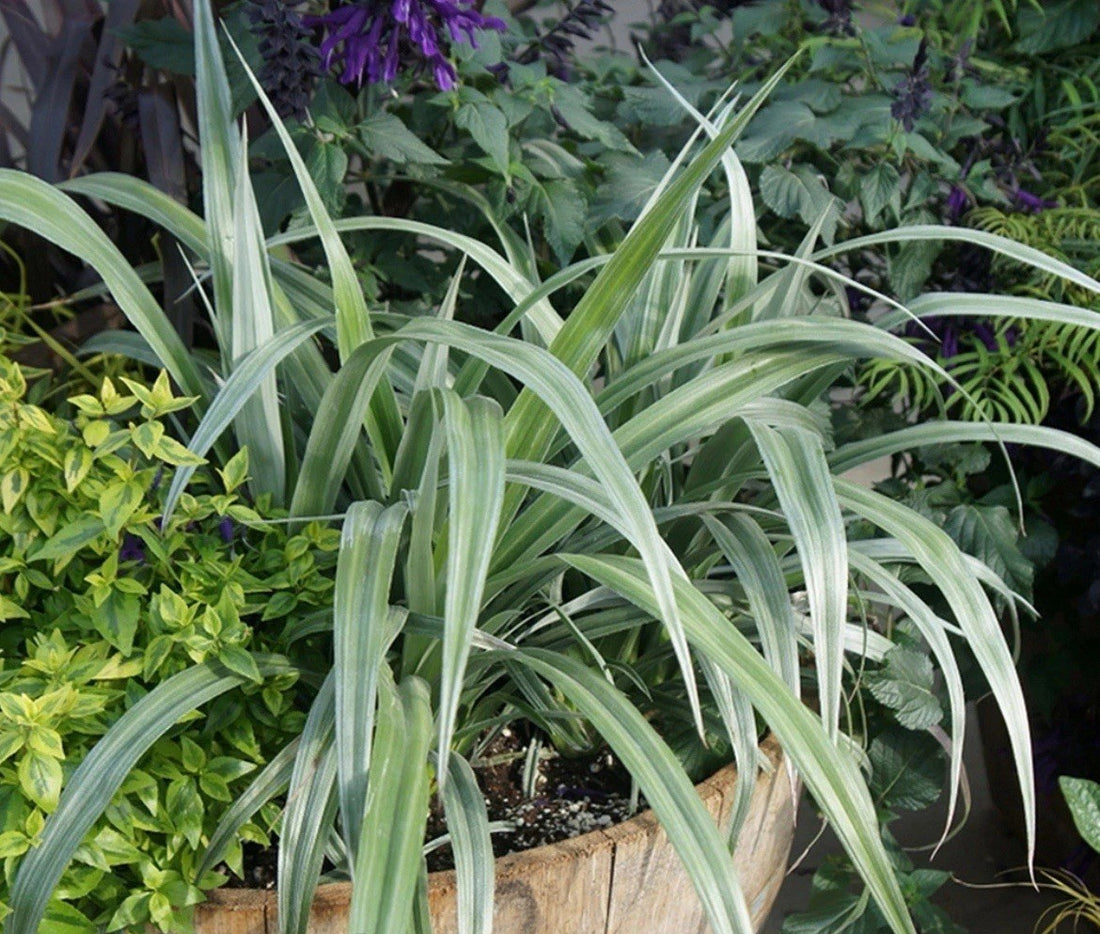 Astelia Silver Shadow Chathamica 2 x 9cm Pot Evergreen Plants to your door
