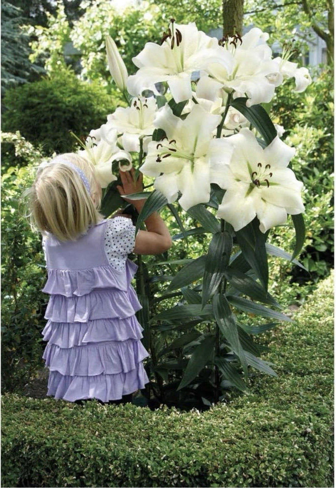 4 x Lily Pretty Woman Bulbs - Giant Tree Lily Style-Large Fragrant White Flowers
