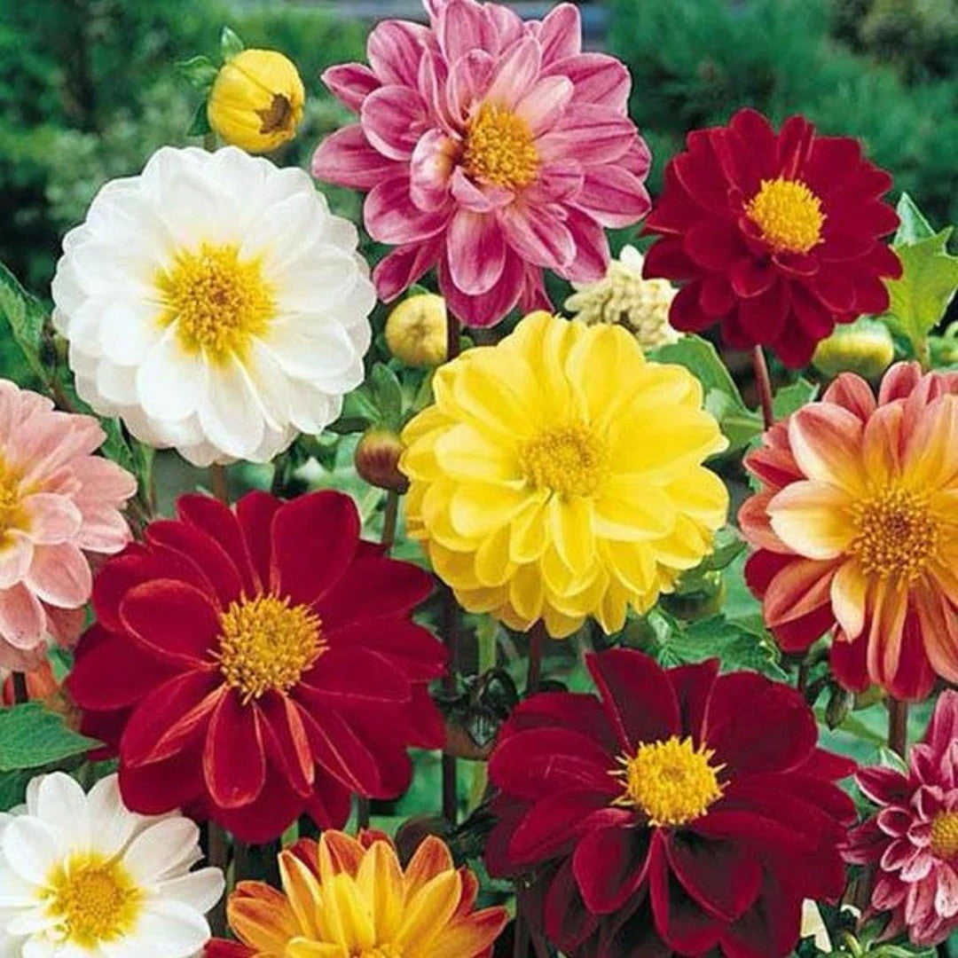 20 x Dahlia Bulb Collection – Mixed Varieties – Border, Pom Pom, Unwin & Mignon