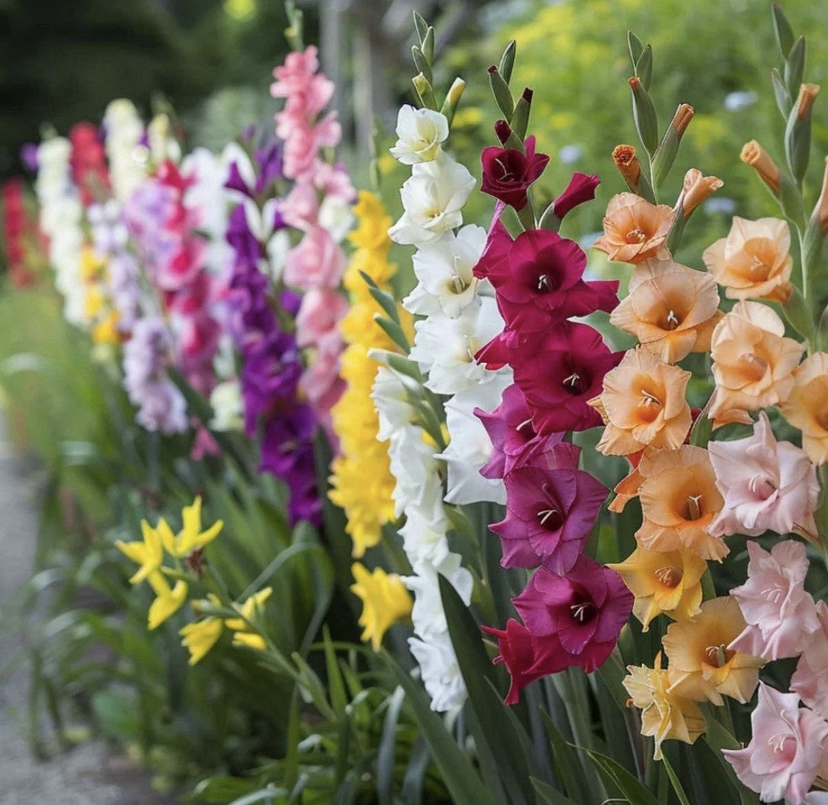 32 x Gladioli Mixed Bulbs - Fantastic Cut Flowers Summer Perennial