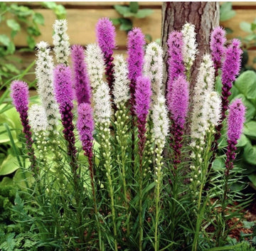 40 x Liatris Purple and White bulbs -  Gayfeather Perennial Late-Summer Colour