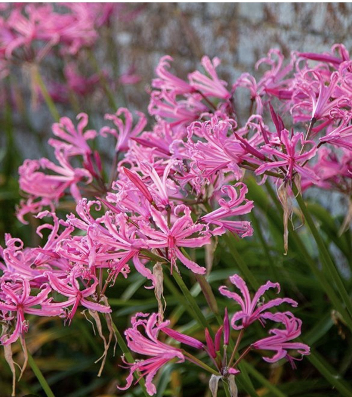 4 x Nerine Bowdenii bulbs - Fragrant Pink Guernsey Lily Excellent Cut Flowers