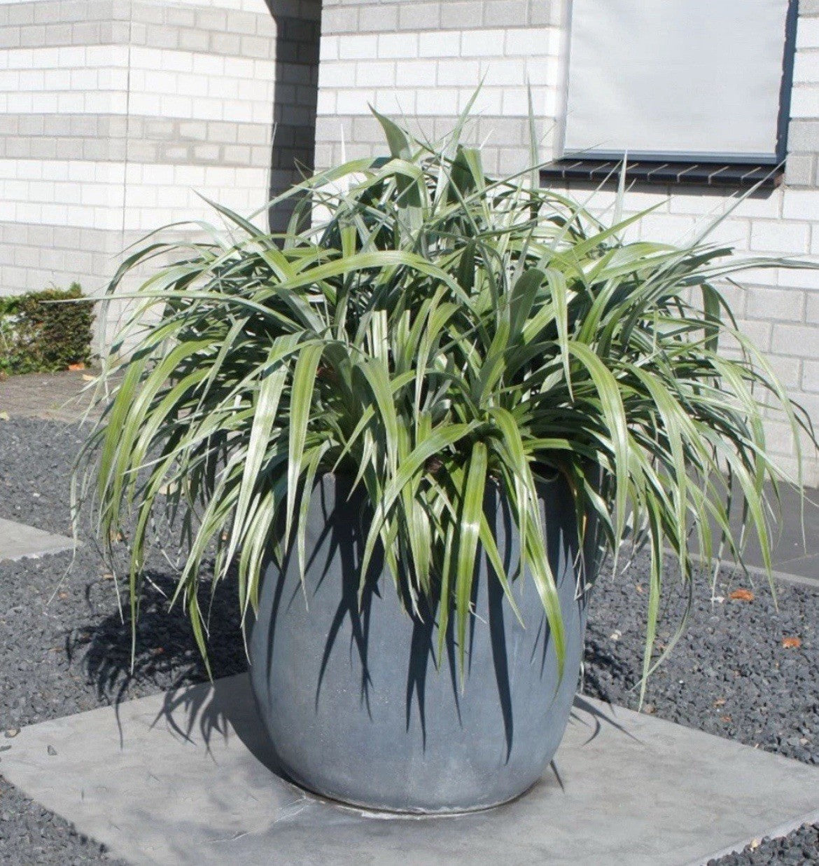 Astelia Silver Shadow Chathamica 2 x 9cm Pot Evergreen Plants to your door