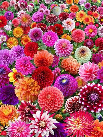 8 x MIXED  DECORATIVE DAHLIA TUBERS/BULBS SUMMER FLOWER