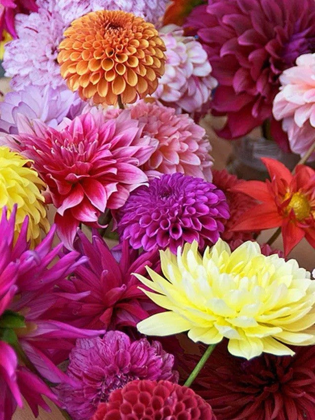 8 x MIXED  DECORATIVE DAHLIA TUBERS/BULBS SUMMER FLOWER