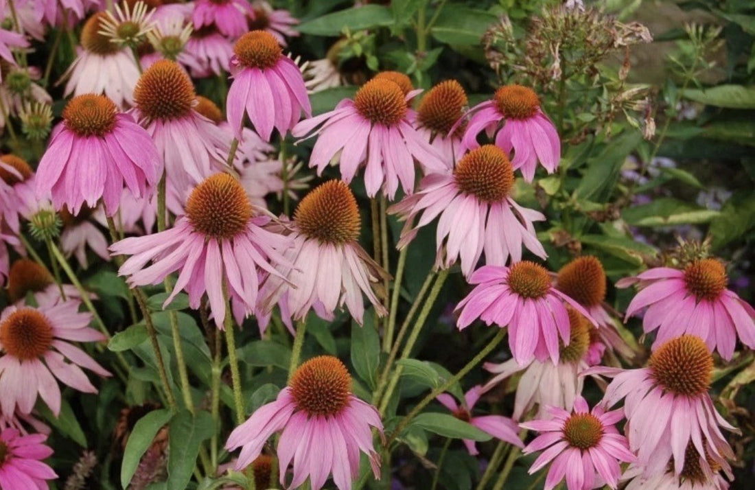 8 x Echinacea Purpurea  Bulbs - Pink Coneflower Loved by Pollinators