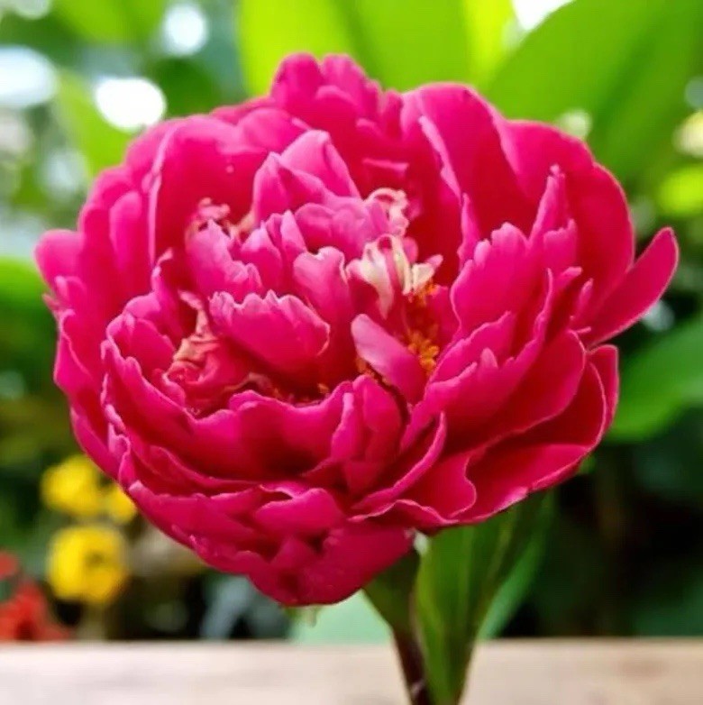 4 x Peony Karl Rosenfield Bulbs – Fragrant Perennial Bee Friendly