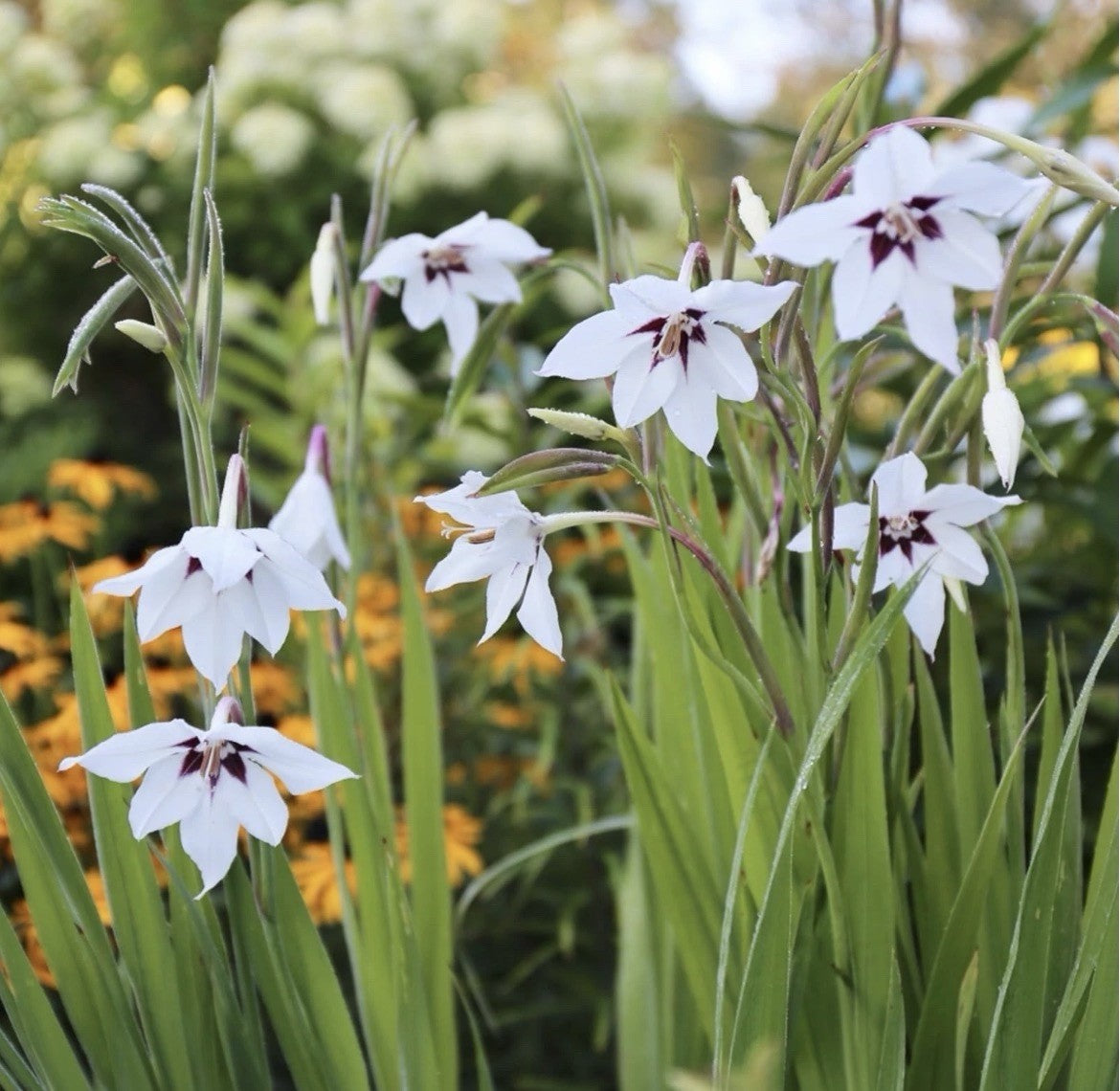 60 x Acidanthera Peacock Orchid Bulbs - Elegant, sweetly scented flowers