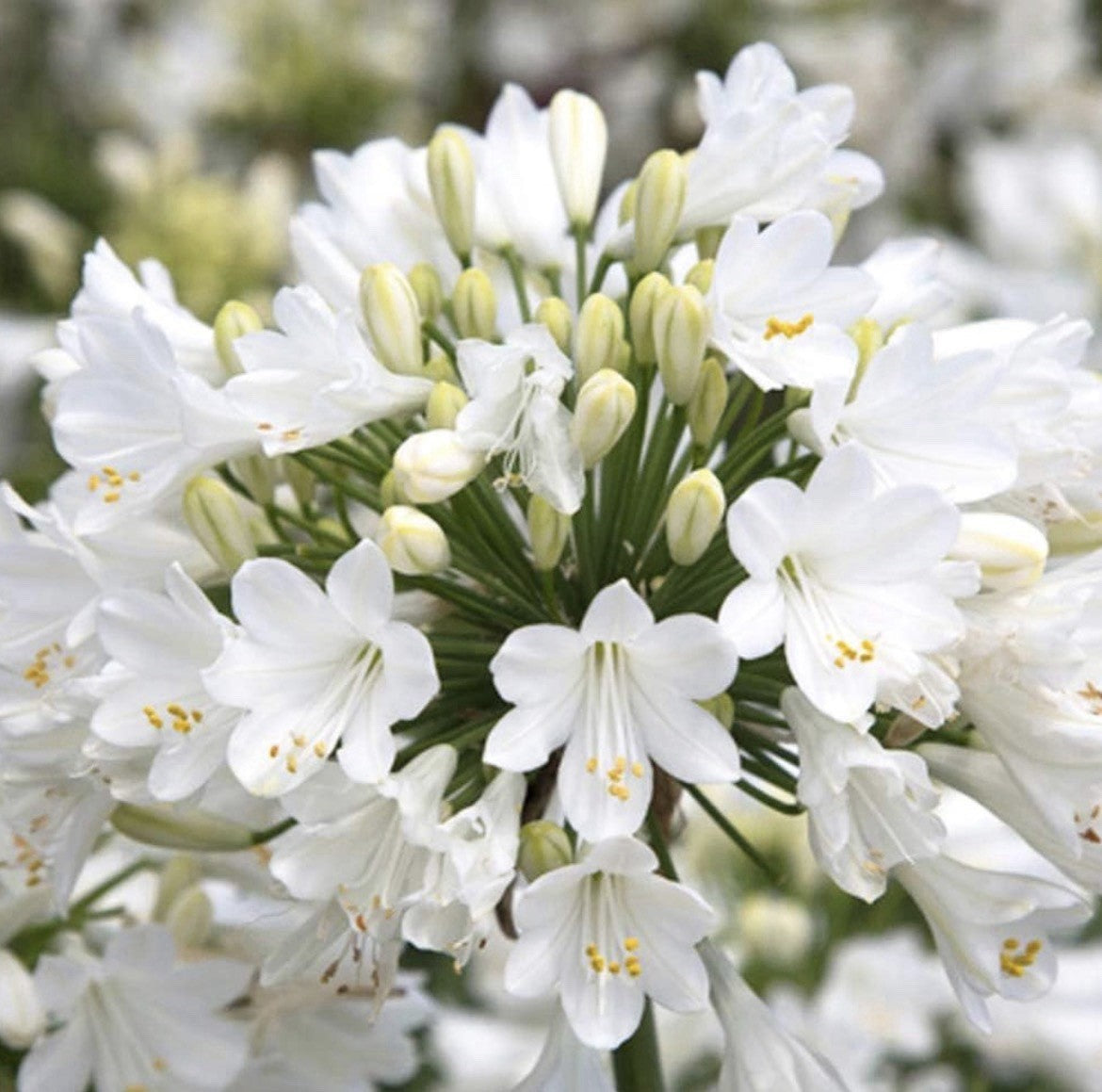 4 x Agapanthus White Superior Bulbs - Attracts Bees and other pollinators