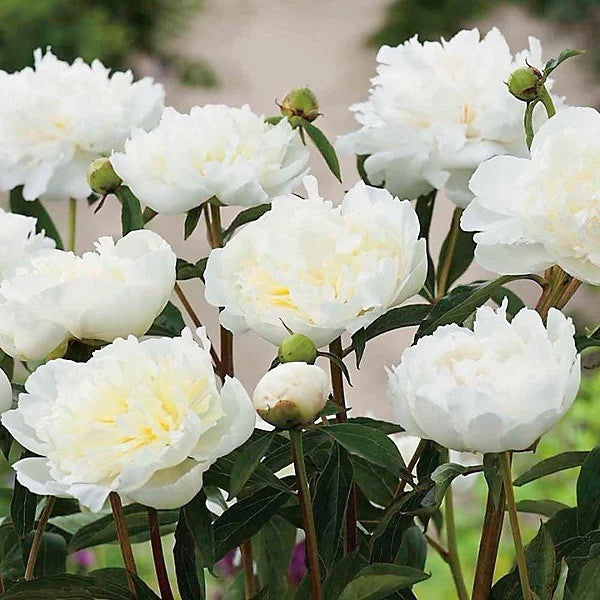 4 x White Peony Bulbs – Fragrant Hardy Perennial – Bee Friendly Garden Flowers