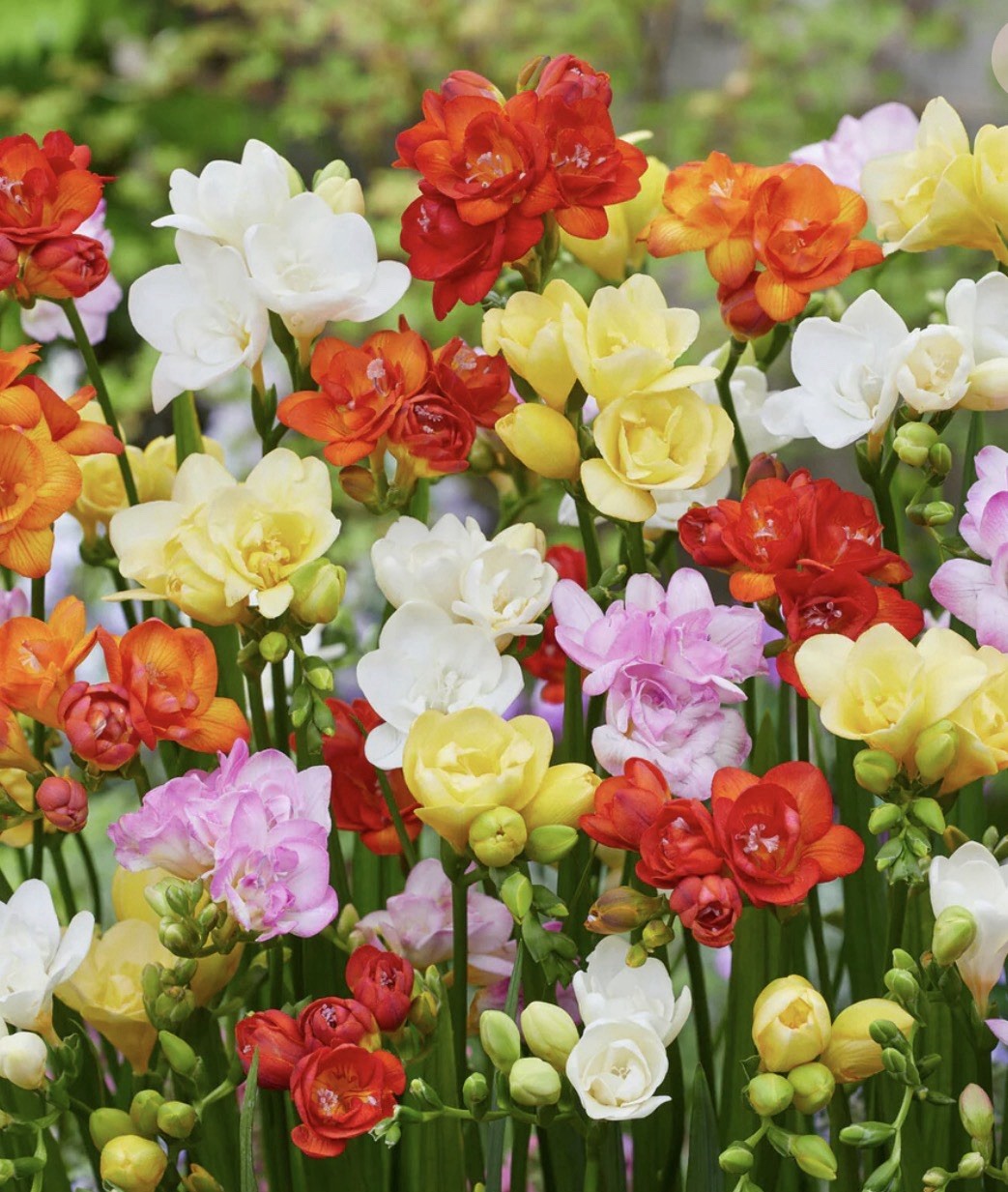 40 x Freesia Double Mixed Bulbs - Highly Fragrant Colourful Blooms Perennial